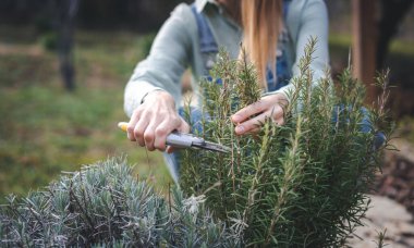 Evin bahçesinde budama makasıyla biberiye dalları kesen genç mutlu kadın.