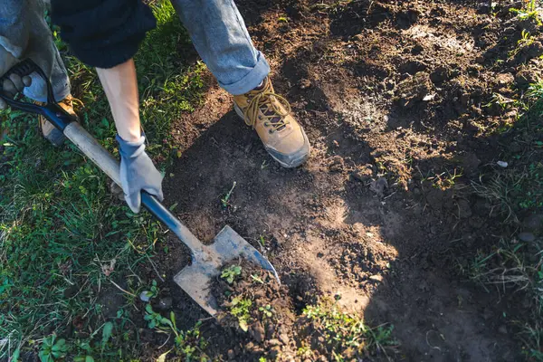 在花园里挖春天播种用的土 把一只脚和一把铲子圈起来 图库图片