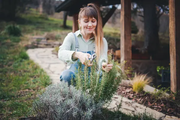 Young Happy Woman Cutting Rosemary Branches Pruning Shears Garden House Royalty Free Stock Images