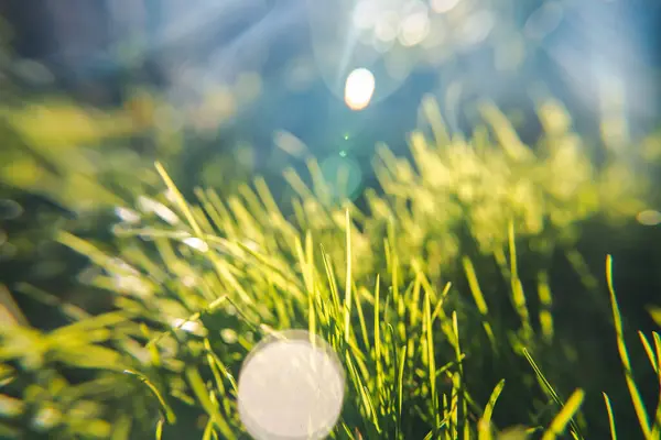 太陽の緑の草 抽象的なぼやけた夏の背景の質 ストックフォト