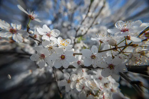 ブルーミングプラムツリー 壮大な白い花 美しい明るい春の背景 ストックフォト