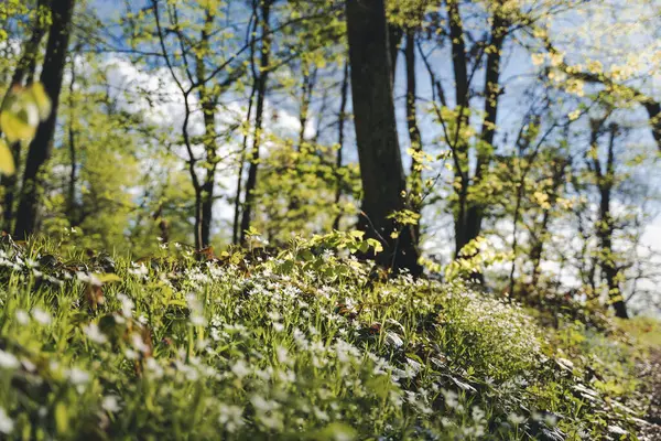Ανοιξιάτικο Δάσος Νέα Φυλλώματα Στα Δέντρα Και Ήπιο Ήλιο Όμορφο Φωτογραφία Αρχείου