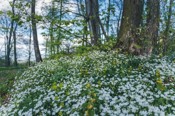 Lato Łąka Tło Zdjęcie Różnymi Dzikimi Kwiatami Ziołami Słoneczny Dzień Obraz Stockowy