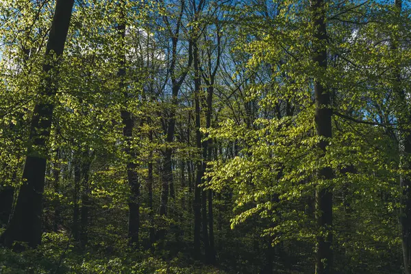 春天的森林 树上的嫩叶和柔和的阳光 美丽的自然景观背景 免版税图库图片