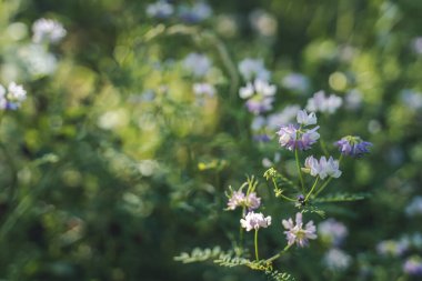 Soyut yaz yeşili çiçekli otlar ve güzel kır çiçekleri