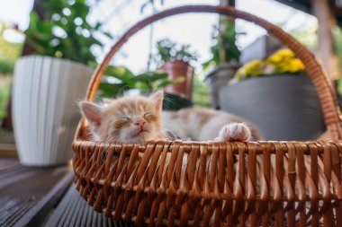 Bir kır evinin terasında pipet sepetinde uyuyan küçük kırmızı bir kedi yavrusu.