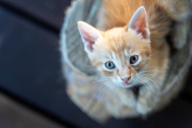 Şirin pofuduk kızıl kedi yavrusu portresi, fotoğraf makinesi.