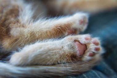 Zencefilli kedi yavrusunun küçük patileri ve pedleri