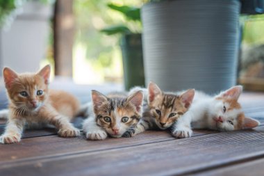 Dört küçük pofuduk, çok renkli kedi yavrusu ahşap bir güvertede yatıyor. Evcil hayvanlar bakımını seviyor.