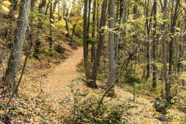 Sonbahar ormanlarında sarı yapraklarla kaplı bir yol, güzel bir manzara.