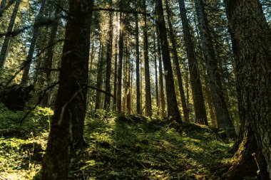 A mystical coniferous forest with tall trees and shining sun