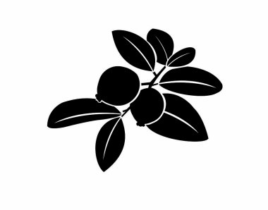 guava beyaz arkaplanda izole edilmiş simge vektörü bırakır