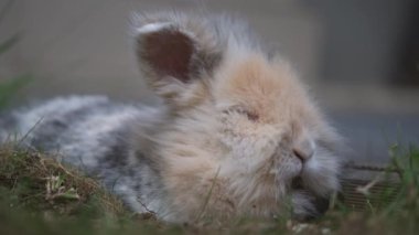 Aslan başlı bir tavşanın yakın çekim görüntüsü günün ortasında çimlerin üzerinde dinleniyor.