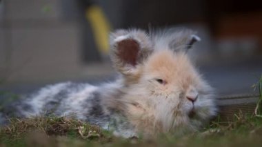 Arka bahçedeki çimlerin üzerinde yatan aslan başlı bir tavşanın yakın çekimi. Kimse yok.