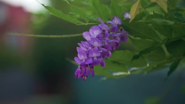 Riprese Ravvicinate Glicine Viola Girate Colori Vivaci — Video Stock