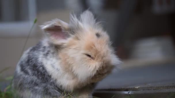 Aslan Başlı Bir Tavşanın Yakından Çekilmiş Lik Görüntüsü Tüylerini Diken — Stok video