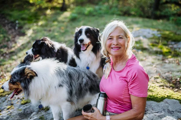 Senior Kvinna Som Har Rast Rasten Sina Tre Hundar Skog — Stockfoto