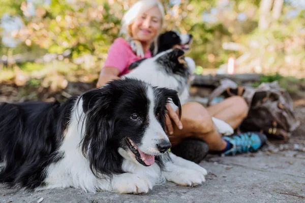 Psy Leżące Stóp Właściciela Odpoczywające Podczas Spaceru Lesie — Zdjęcie stockowe