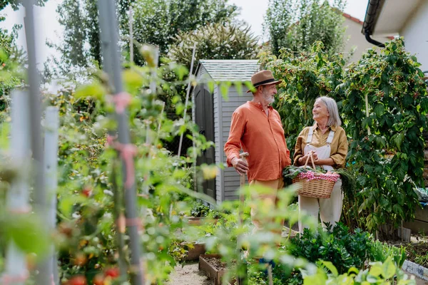 庭から新鮮な野菜を収穫する幸せなシニアカップル — ストック写真