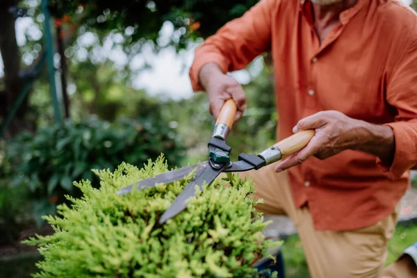 Senior Man Cutting Bushes His Garden — Stock Photo, Image