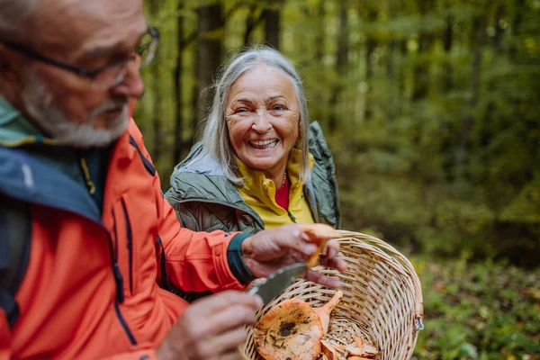 Seniorenfreunde Sammeln Und Putzen Pilze Herbstwald — Stockfoto