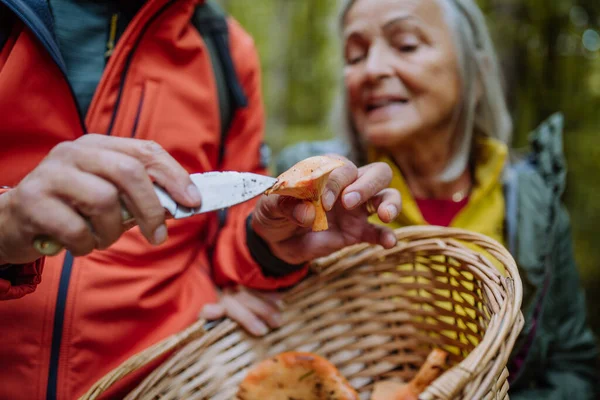 Teman Teman Senior Memetik Dan Membersihkan Jamur Hutan Musim Gugur — Stok Foto