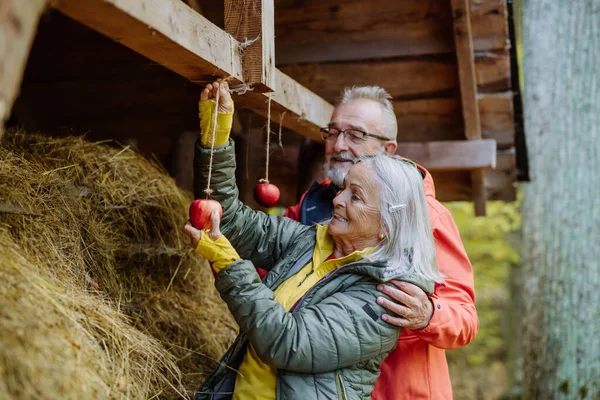 Pasangan Senior Menggantung Apel Pada Hewan Pengumpan Hutan — Stok Foto
