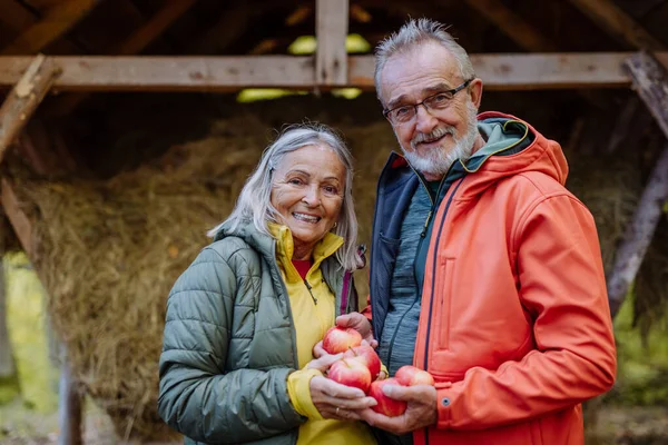 Senior Couple Giving Apples Animal Feeder Forest — Stock Photo, Image