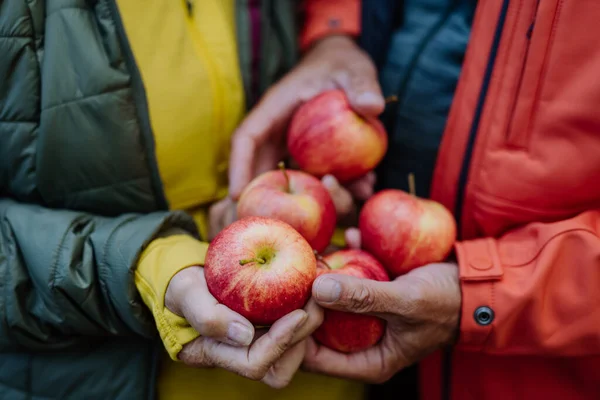 Primer Plano Pareja Mayor Que Manzanas Comedero Animales Bosque — Foto de Stock