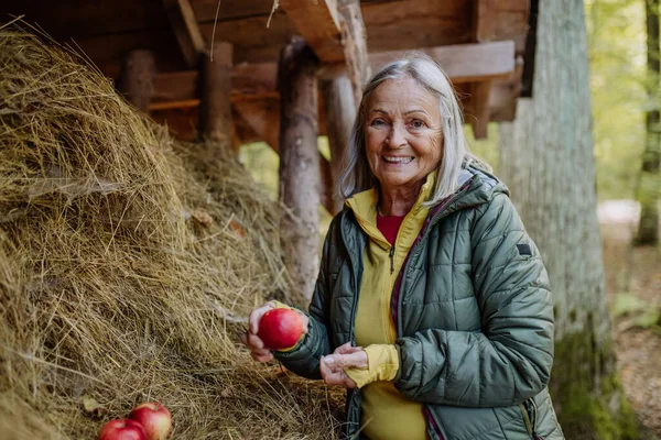 Ανώτερη Γυναίκα Που Δίνει Μήλα Στον Τροφοδότη Ζώων Στο Δάσος — Φωτογραφία Αρχείου