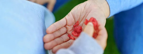 High Angle View Hand Harvested Raspberries — Stock Photo, Image
