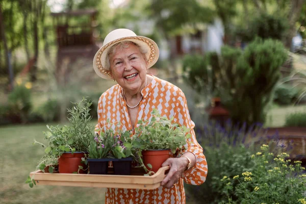 Senior woman harvesting herbs in her garden during sunny summer evening, holding tray with herbs and smiling.