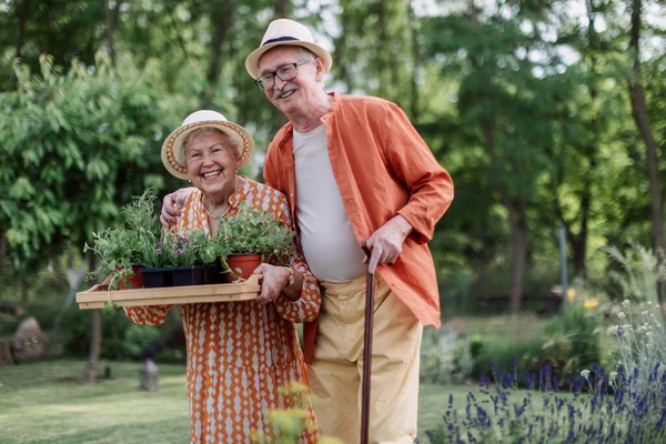 Senior Couple Harvesting Herbs Garden Summer Evening — стоковое фото