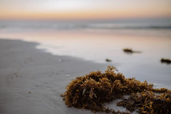 Крупный План Морских Водорослей Пляже После Заката — стоковое фото