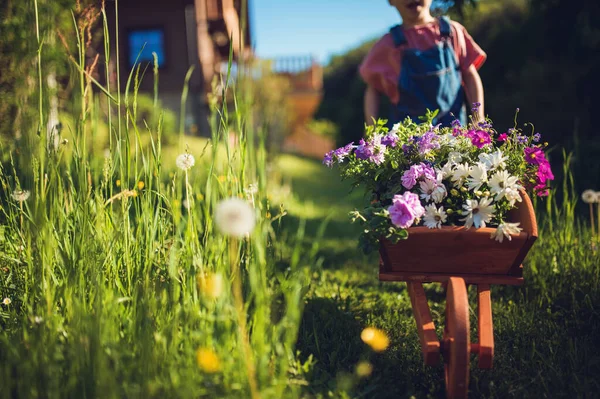 Kleines Mädchen Mit Hölzerner Schubkarre Voller Blumen Garten — Stockfoto
