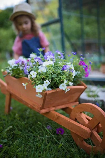 Menina Com Carrinho Mão Madeira Cheio Flores Seu Jardim — Fotografia de Stock