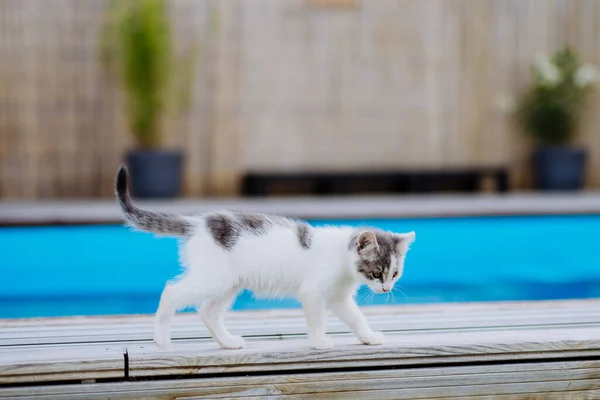 Primer Plano Del Gato Caminando Por Una Piscina Aire Libre —  Fotos de Stock