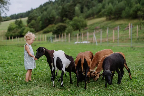 Kleines Mädchen Mit Ziegen Freien Auf Einer Wiese — Stockfoto