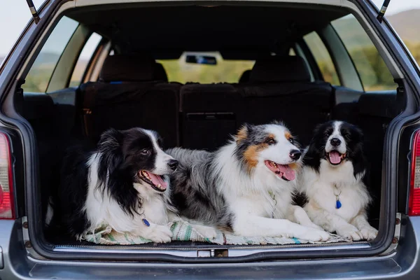 Trzy Psy Siedzą Bagażniku — Zdjęcie stockowe