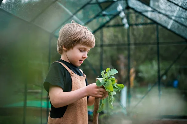 Eko Serasında Biber Yetiştiren Küçük Bir Çocuk Bahçeciliği Bitkileri Öğreniyor — Stok fotoğraf