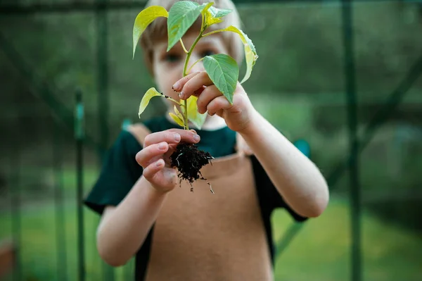 Een Kleine Jongen Die Peperplant Vasthoudt Leert Bij Het Overplanten — Stockfoto