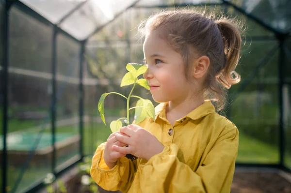 Little Girl Smelling Pepper Plant Transplanting Eco Greenhouse Learn Gardening — Stock Photo, Image
