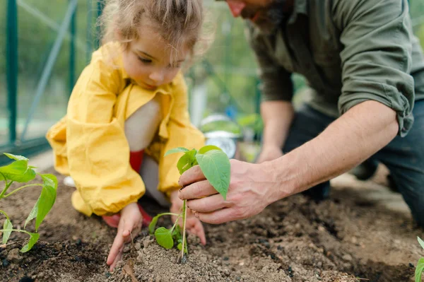 Bir Baba Küçük Kızına Eko Serasında Organik Bitkileri Önemsemeyi Öğretiyor — Stok fotoğraf