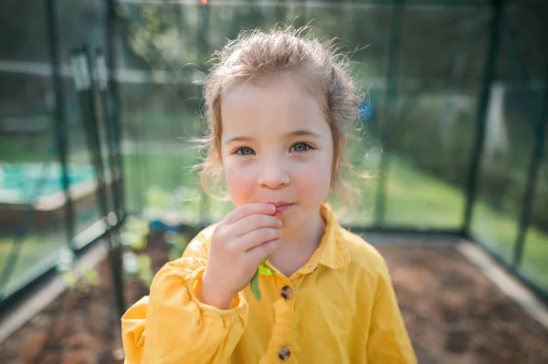 Little Girl Eating Harvested Organic Radish Eco Greenhouse Spring Sustainable — Stok fotoğraf