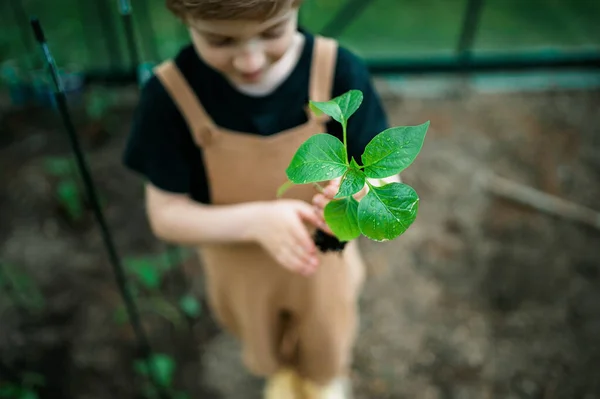 Malý Chlapec Který Drží Pepřovou Rostlinu Když Přesazuje Ekologického Skleníku — Stock fotografie