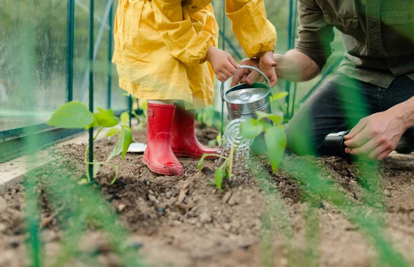 Ojciec Uczy Swoją Córeczkę Dbać Rośliny Organiczne Szklarni Ekologicznej Zrównoważony — Zdjęcie stockowe