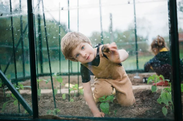 Üvegházat Növényeket Gondozó Kisgyermekek — Stock Fotó