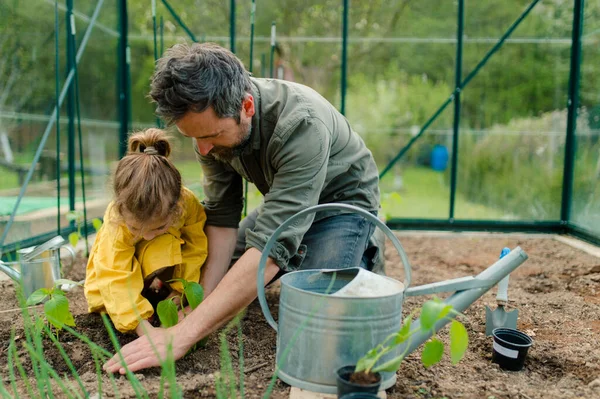 Seorang Ayah Belajar Putri Kecilnya Untuk Peduli Tentang Tanaman Organik — Stok Foto
