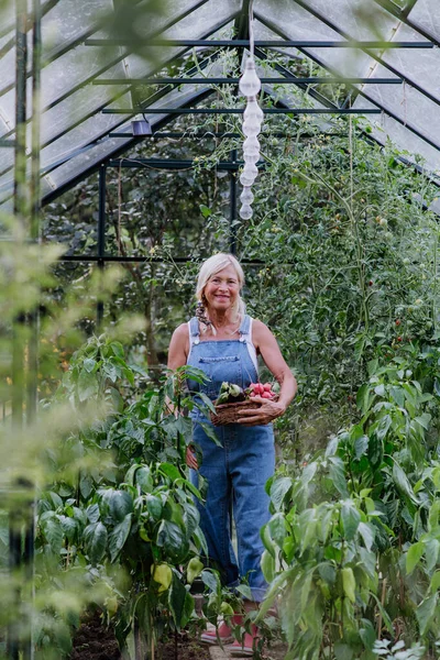 Senior Woman Farmer Holding Harvesting Vegetables Greenhouse — ストック写真