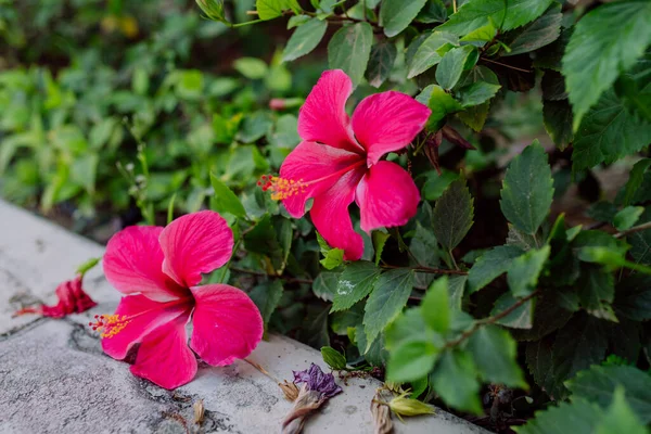 Крупним Планом Квітучий Гібіскус Рожевою Квіткою Відкритий — стокове фото